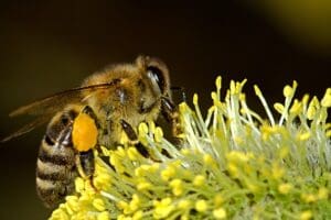 bees-18192_640-300x200
