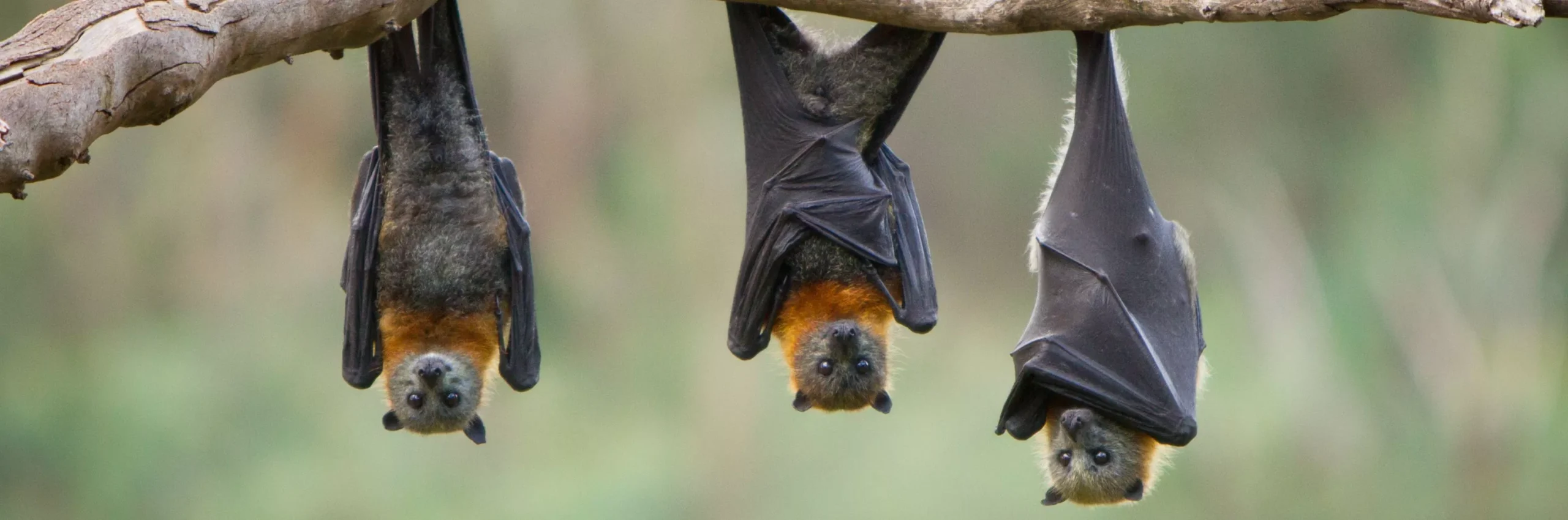 Vleermuizen-Biogroei