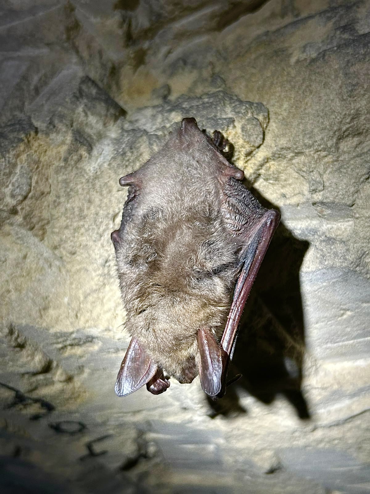 d0f065a1-eaf9-439c-86fe-59444803c8ca